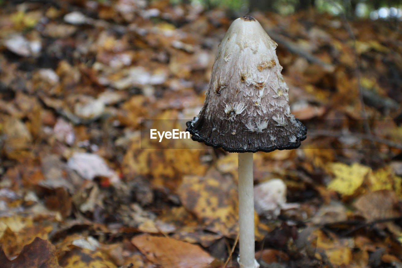 CLOSE-UP OF MUSHROOM GROWING ON FIELD