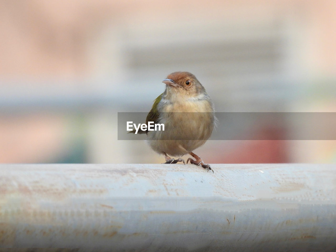 BIRD PERCHING ON RAILING