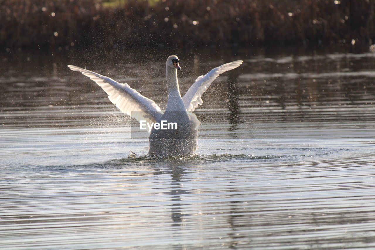 animal themes, animal, wildlife, animal wildlife, water, bird, one animal, spread wings, flying, water bird, nature, ducks, geese and swans, lake, no people, swan, wing, reflection, duck, splashing, motion, animal body part, swimming, beauty in nature, outdoors, day, animal wing, goose