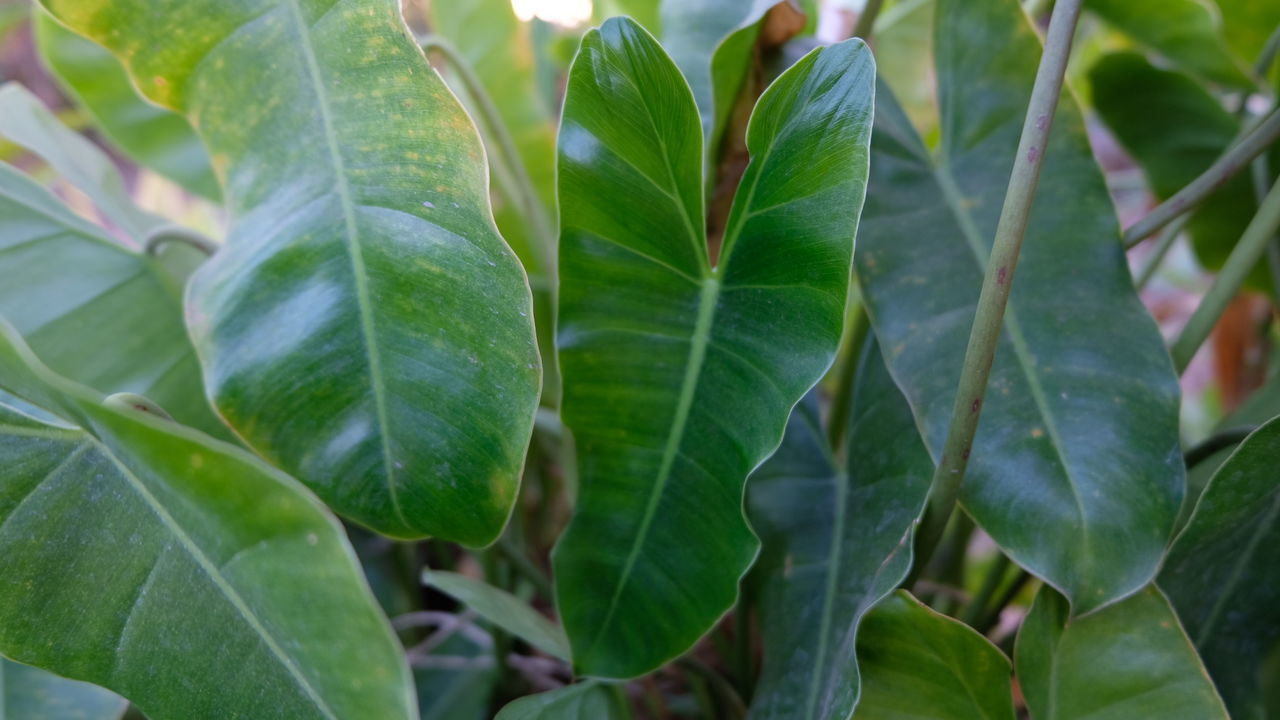 CLOSE-UP OF GREEN LEAVES