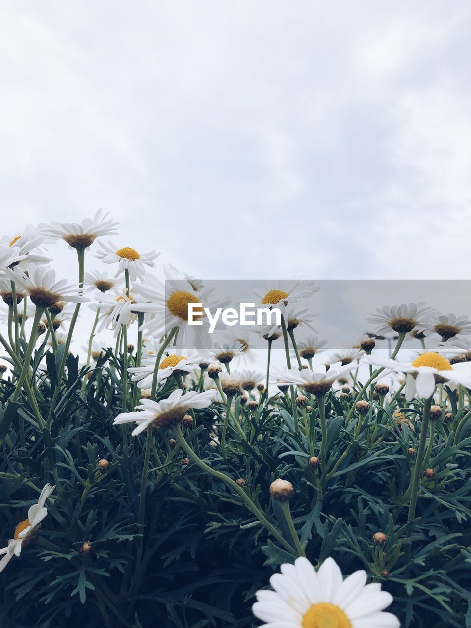 Close-up of white flowering plants on field against sky