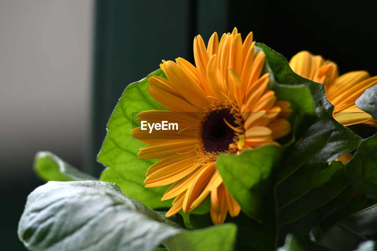 CLOSE-UP OF ORANGE FLOWER AGAINST YELLOW AND WHITE