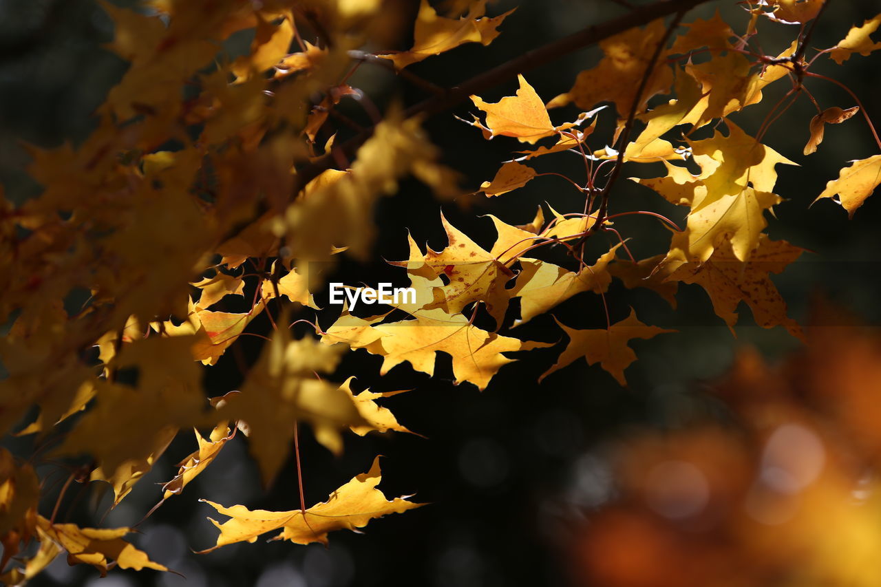 Close-up of yellow maple leaves on tree