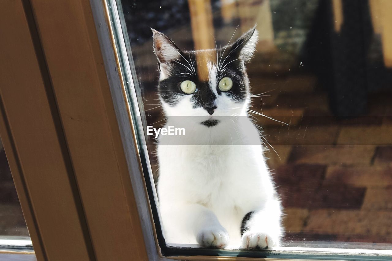 High angle view of cat seen through window