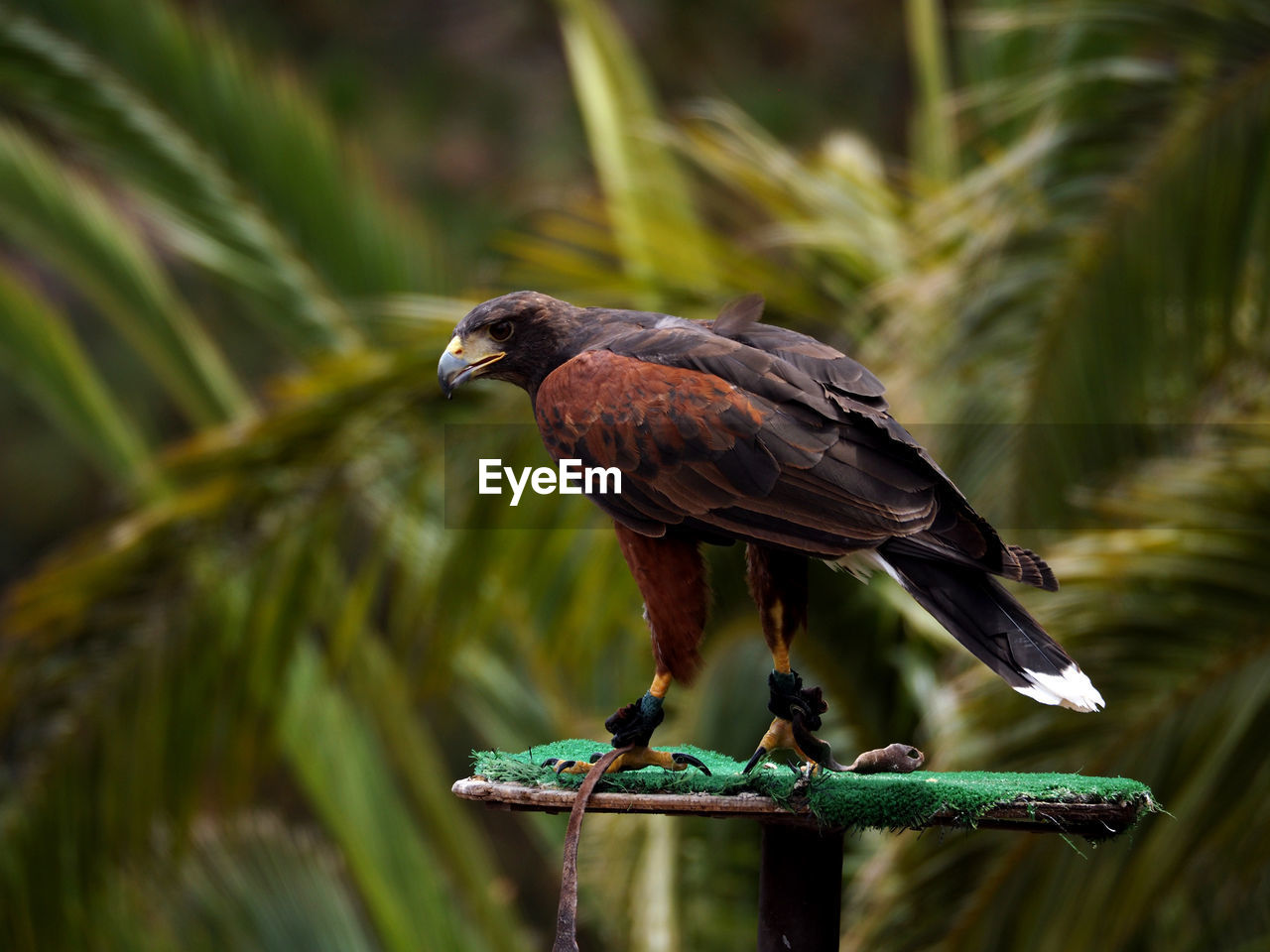 Close-up of eagle perching outdoors