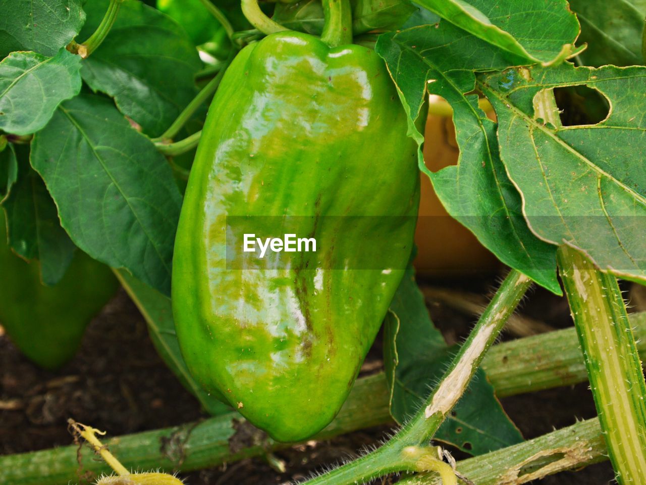 CLOSE-UP OF FRESH GREEN VEGETABLE