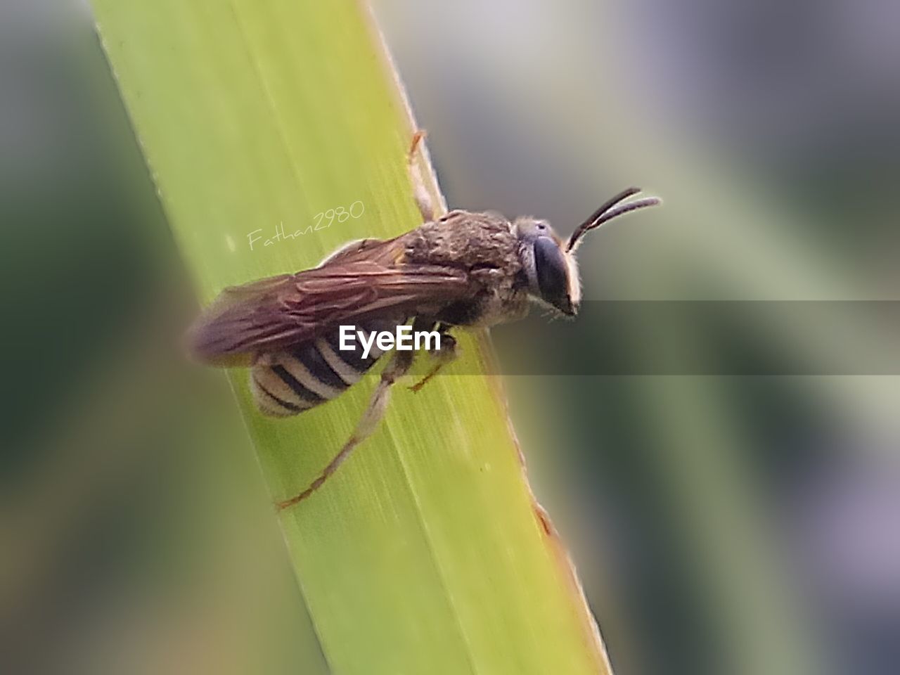 CLOSE-UP OF BUTTERFLY PERCHING ON PLANT OUTDOORS