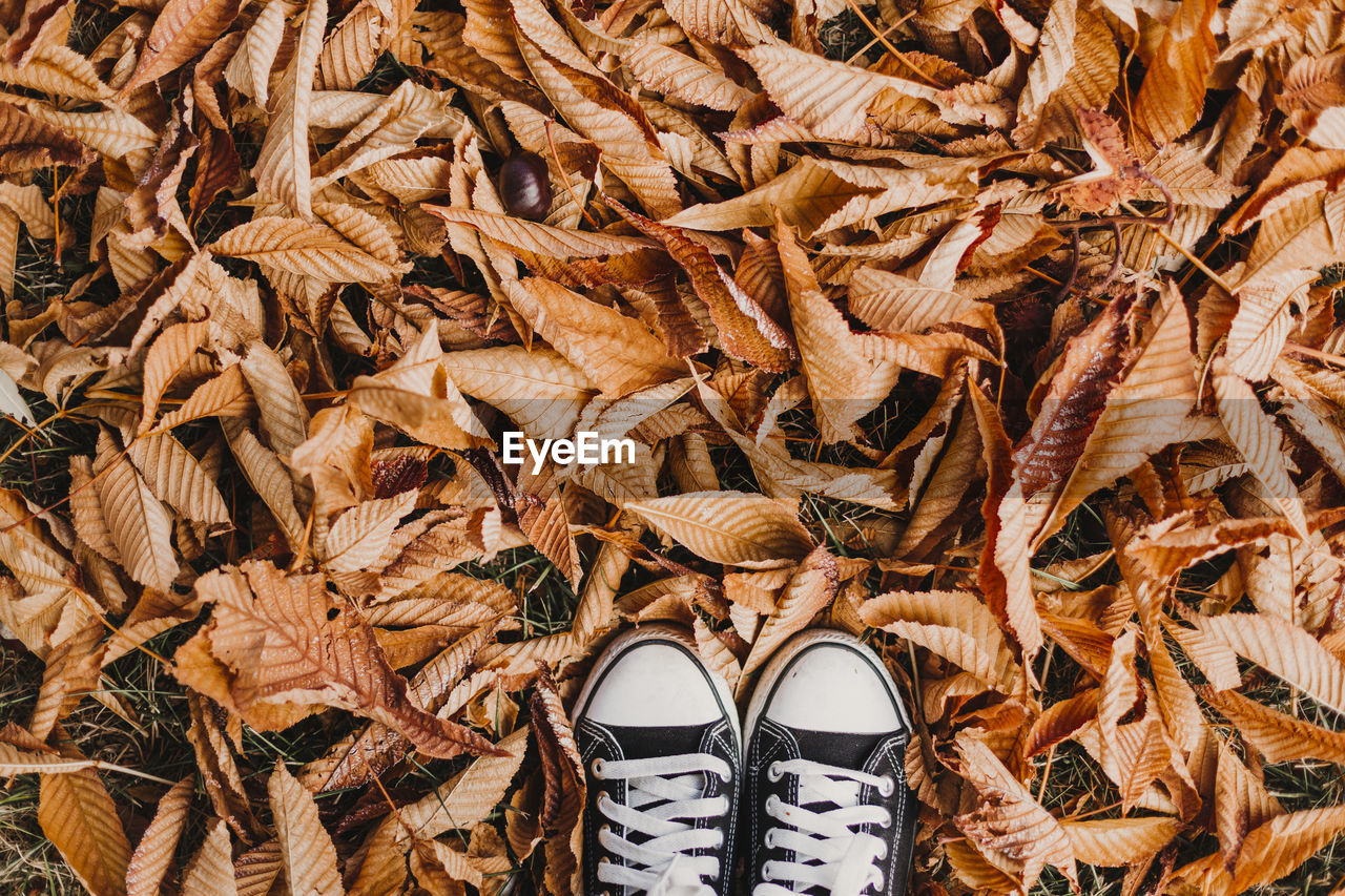 Canvas shoes on autumn leaves