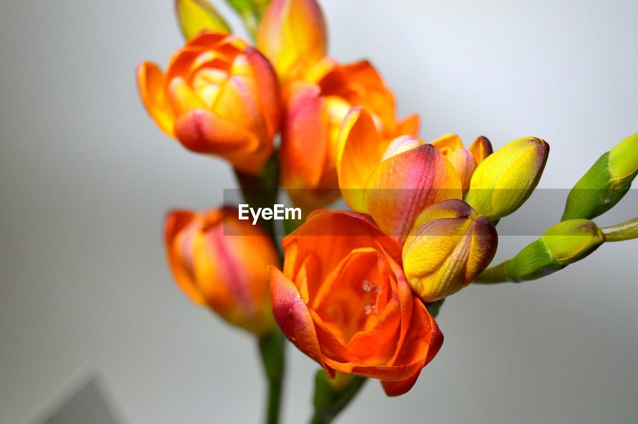 Close-up of orange flowers against wall