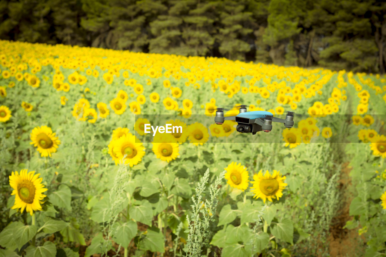 Yellow flowers on field