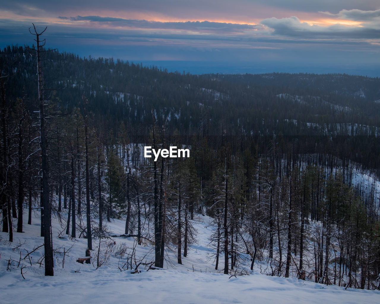 Trees on snow covered land against sky during sunset