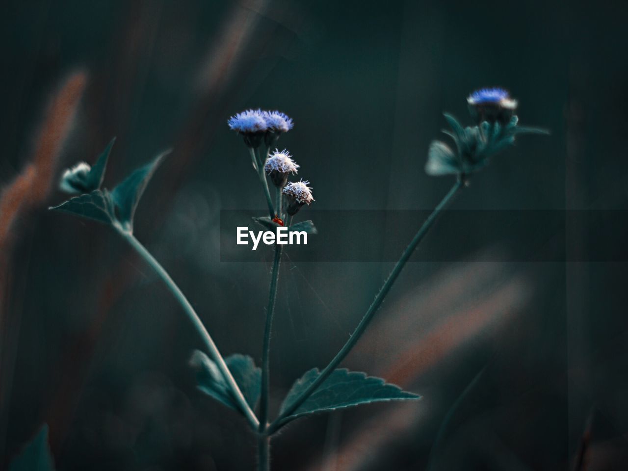 Close-up of purple flowering plant