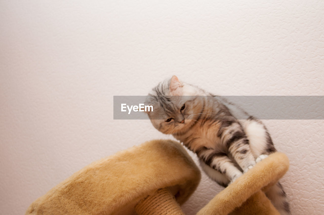 Low angle view of cat on furry table against wall