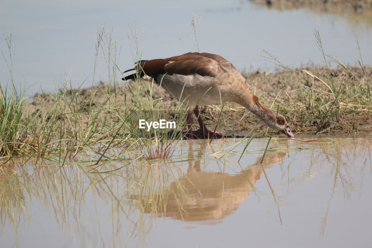 Bird perching on grass by lake