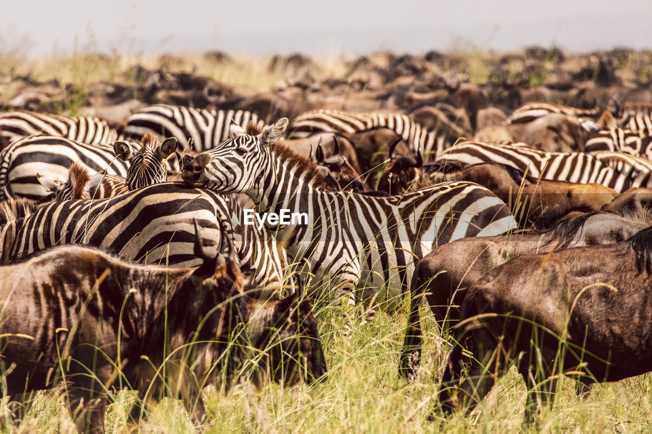 Zebras and wildebeest on a field