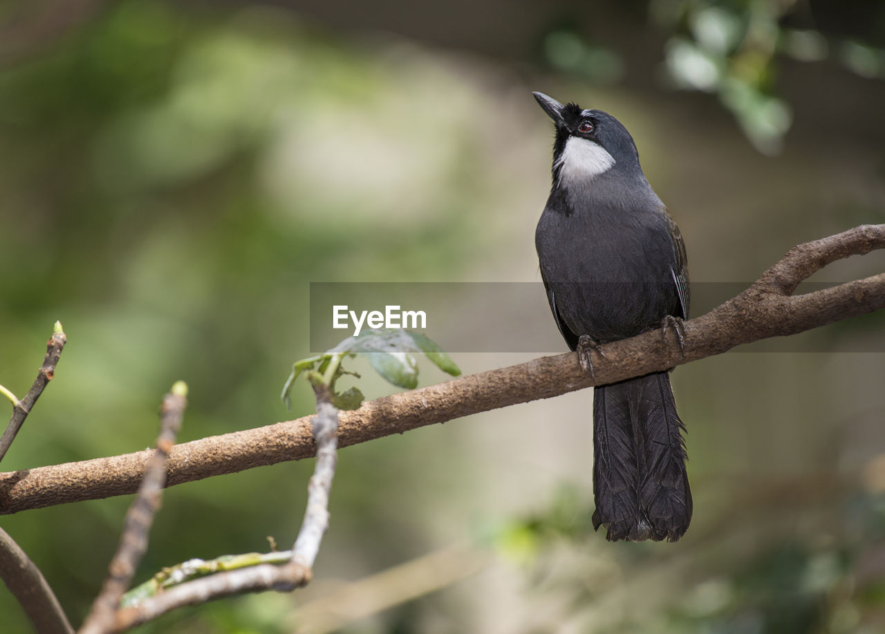 Close-up of bird perching on branch