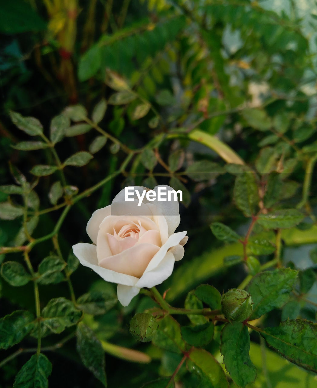 CLOSE-UP OF WHITE ROSE IN PLANT