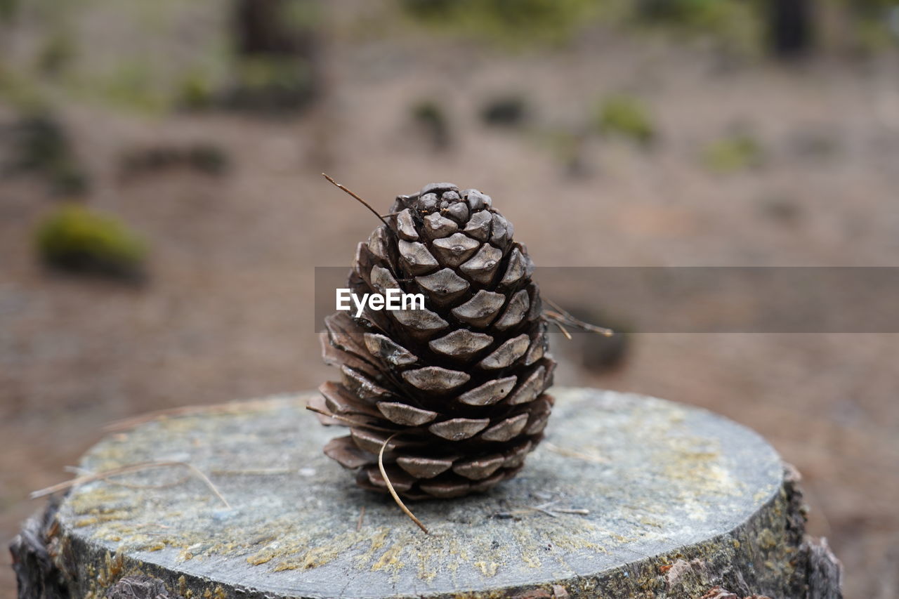 CLOSE-UP OF PINE CONES