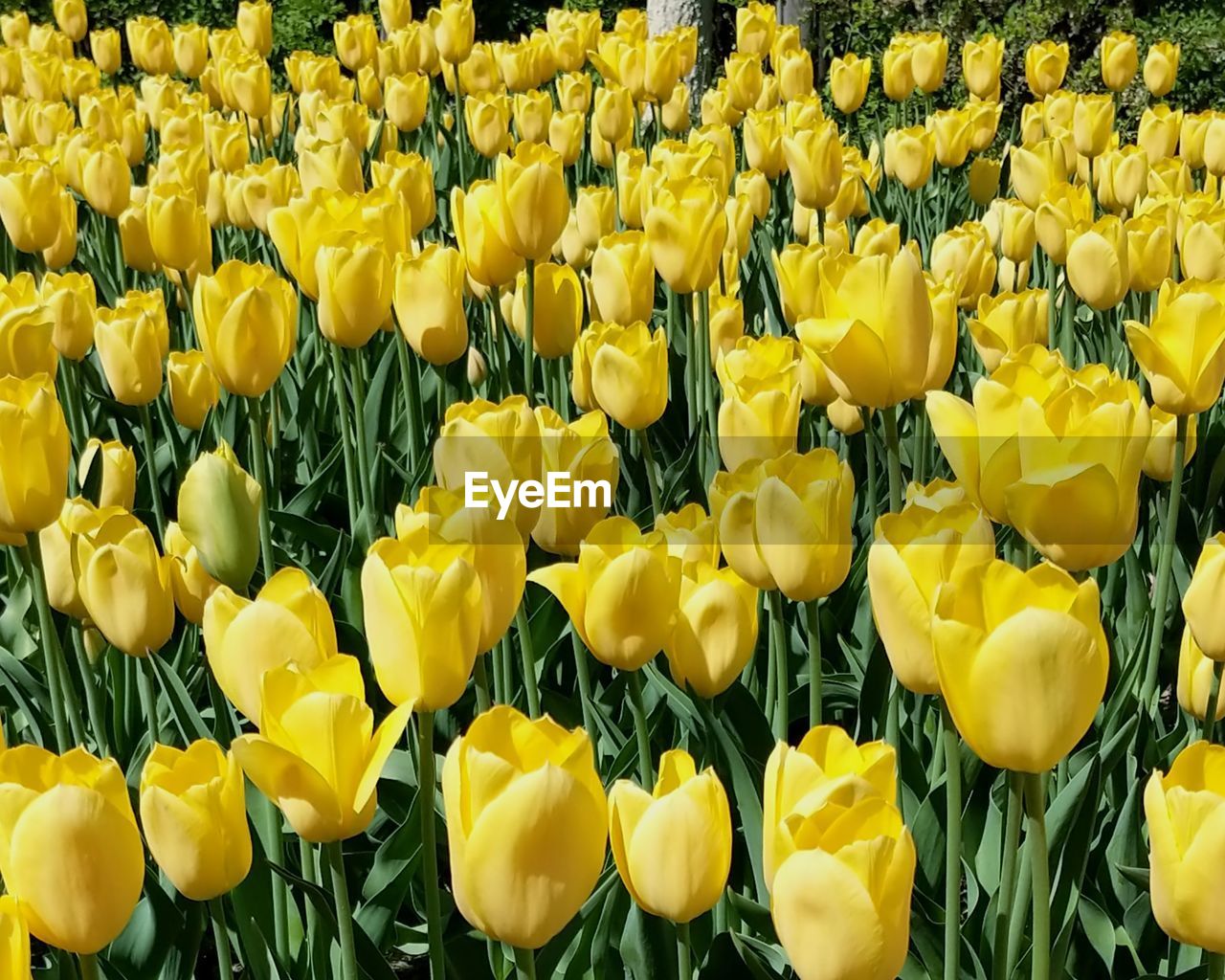 Close-up of yellow tulips