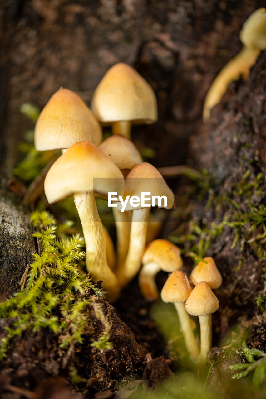 Close-up of mushrooms growing on land