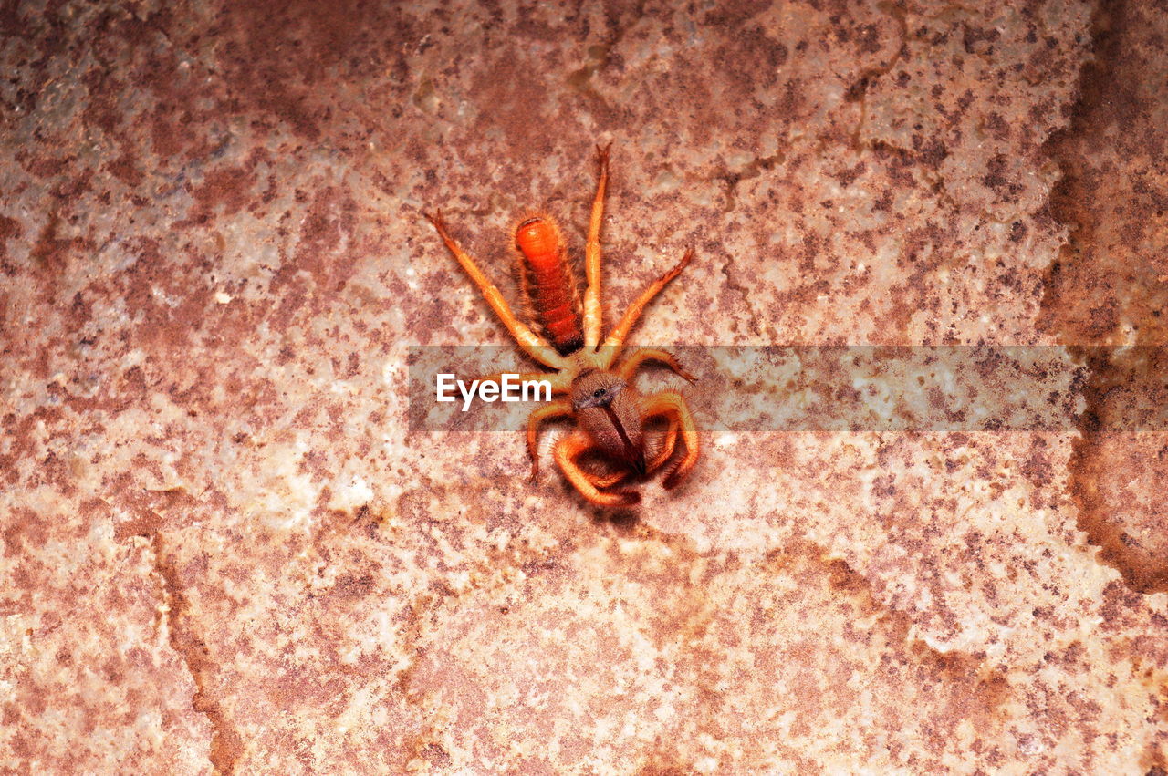 HIGH ANGLE VIEW OF SPIDER ON WALL