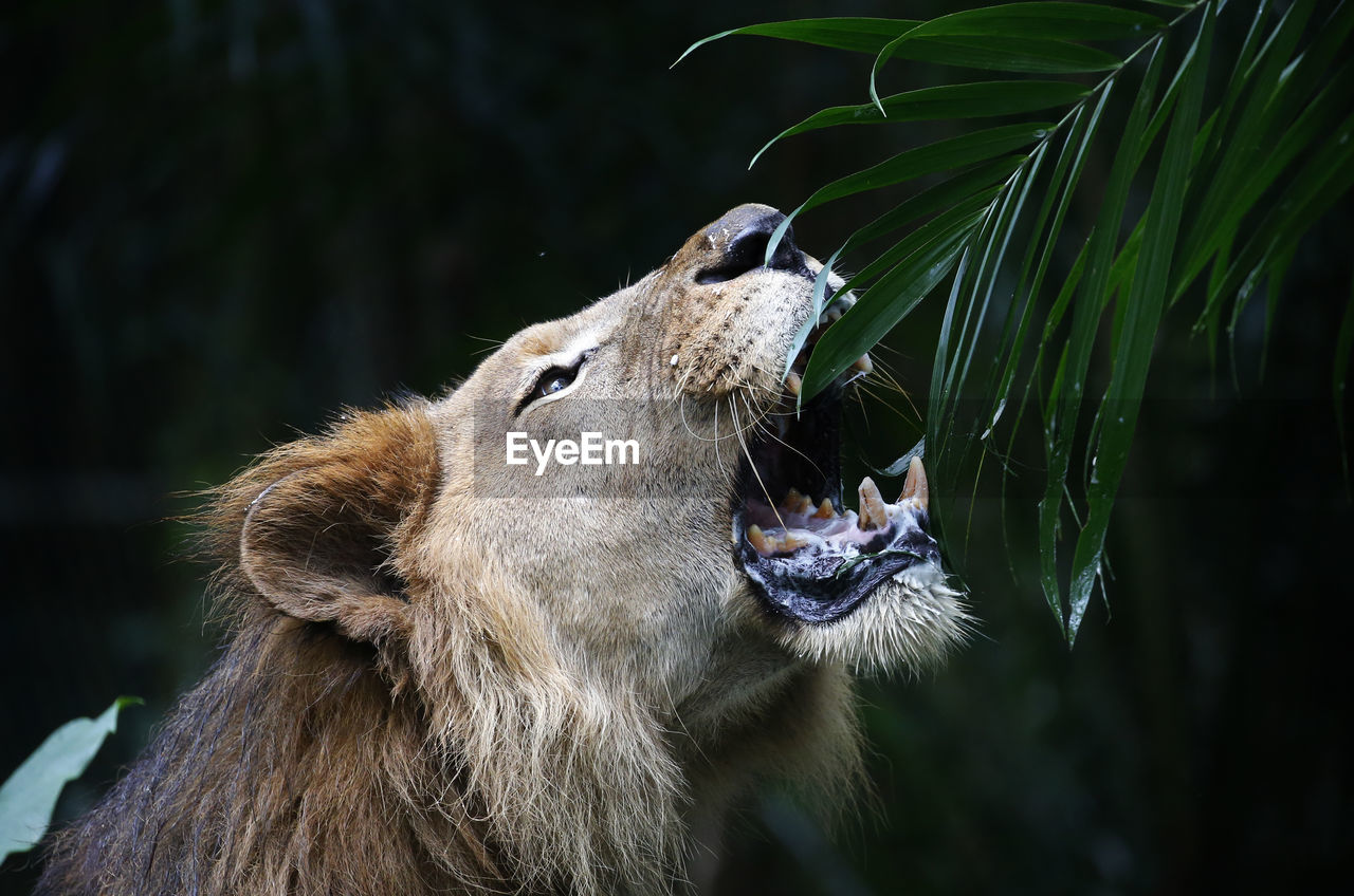 Close-up of a lion