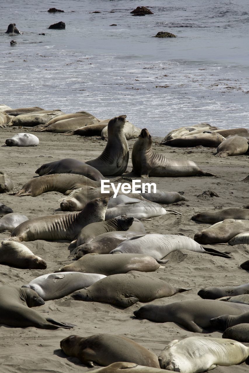 water, sea, beach, land, nature, wildlife, sea lion, animal themes, coast, group of animals, animal, shore, animal wildlife, mammal, no people, seal, rock, marine mammal, relaxation, day, beauty in nature, large group of animals, ocean, outdoors, resting, sand, harbor seal, non-urban scene, wave, scenics - nature, tranquility, underwater