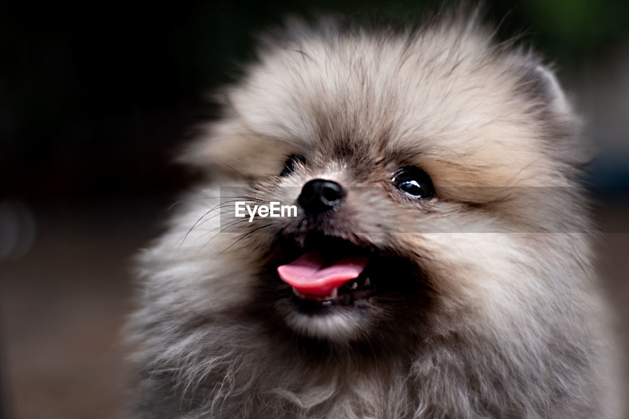 Dark brown fluffy pomeranian puppy lying in the cage with smile