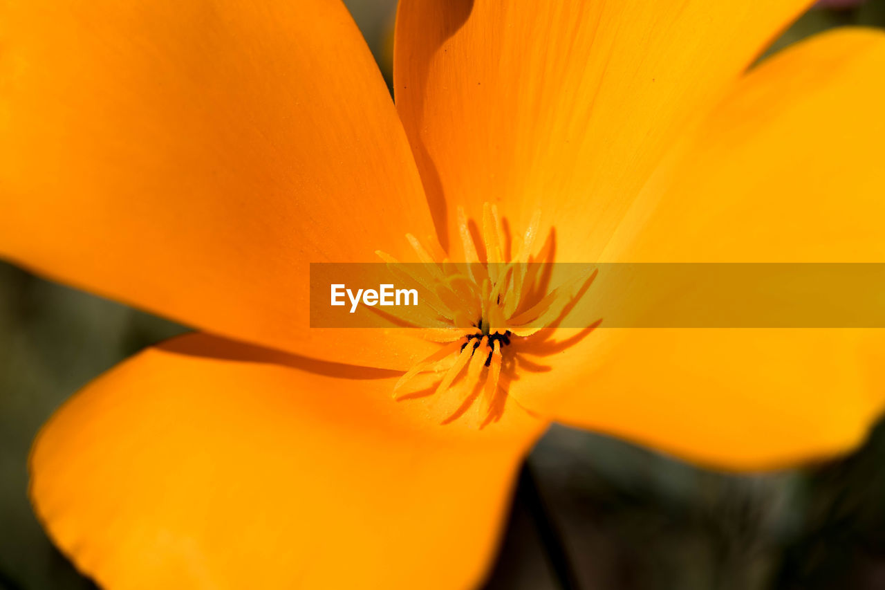 Close-up of orange day lily blooming outdoors