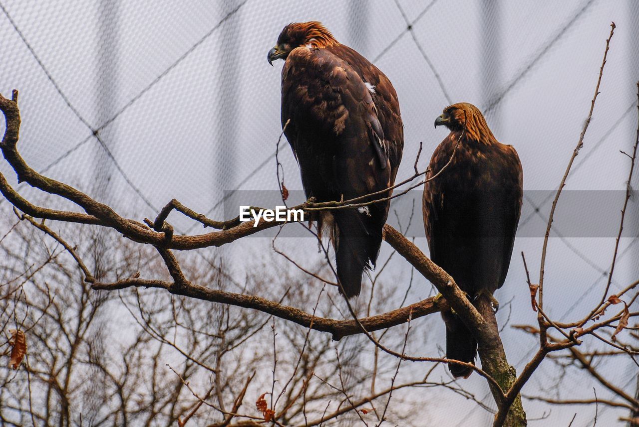 Two vultures perching on tree