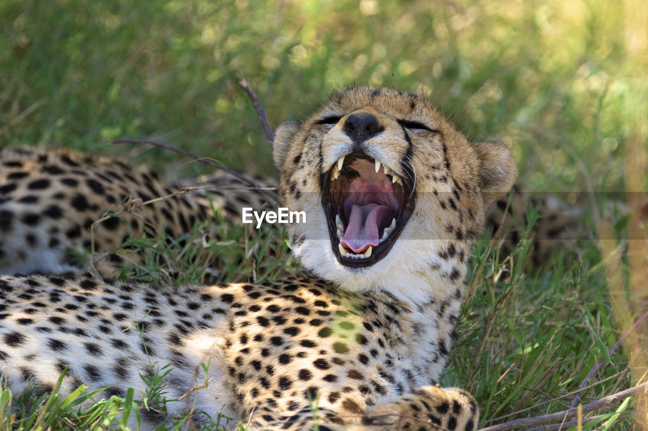 Close-up of a cheetah yawning 