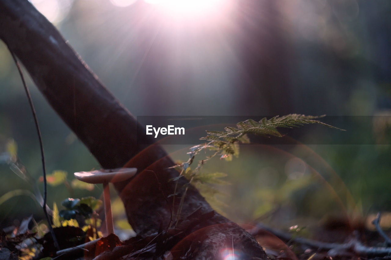 Close-up of mushroom growing during sunny day