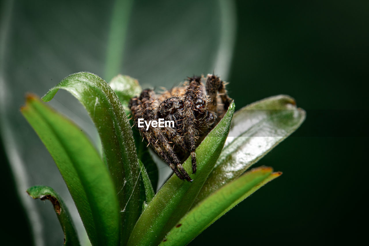 CLOSE-UP OF GRASSHOPPER ON LEAF