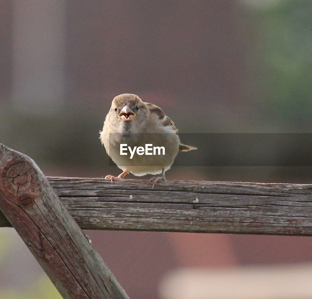 Close-up of bird perching on wood