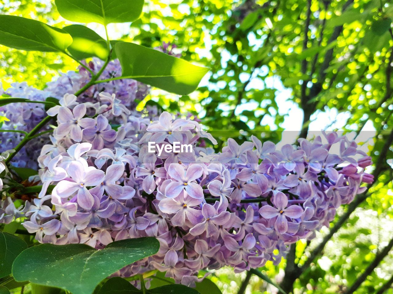 CLOSE-UP OF FRESH PURPLE FLOWERS IN BLOOM