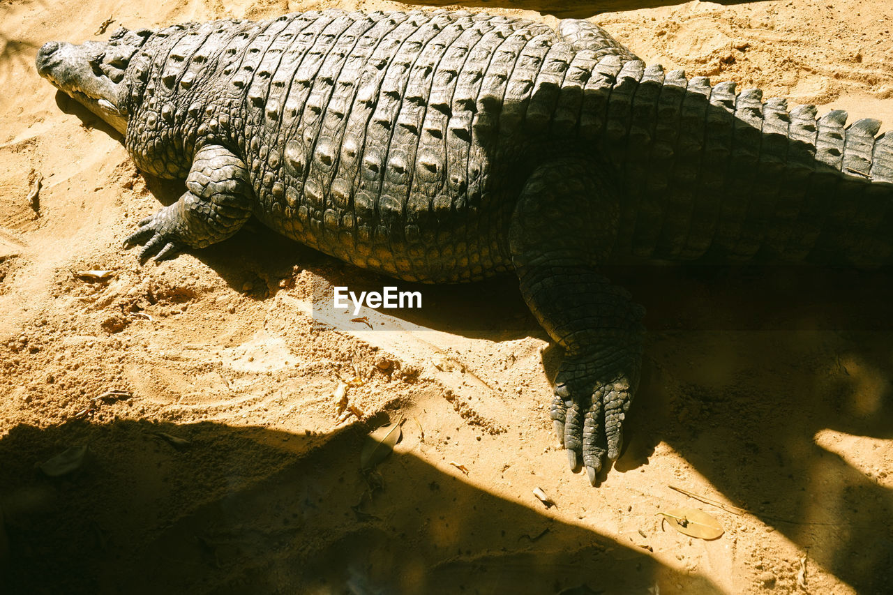 close-up of crocodile on rock