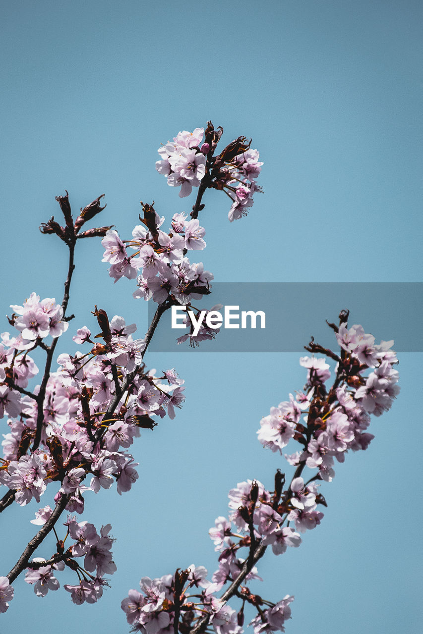 LOW ANGLE VIEW OF CHERRY BLOSSOM TREE AGAINST CLEAR SKY