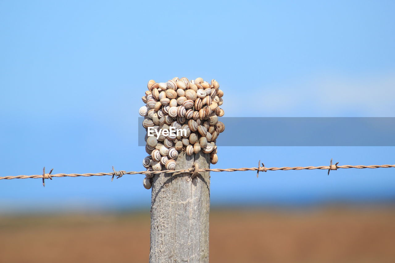 Low angle view of animal shells barbed wire against clear blue sky