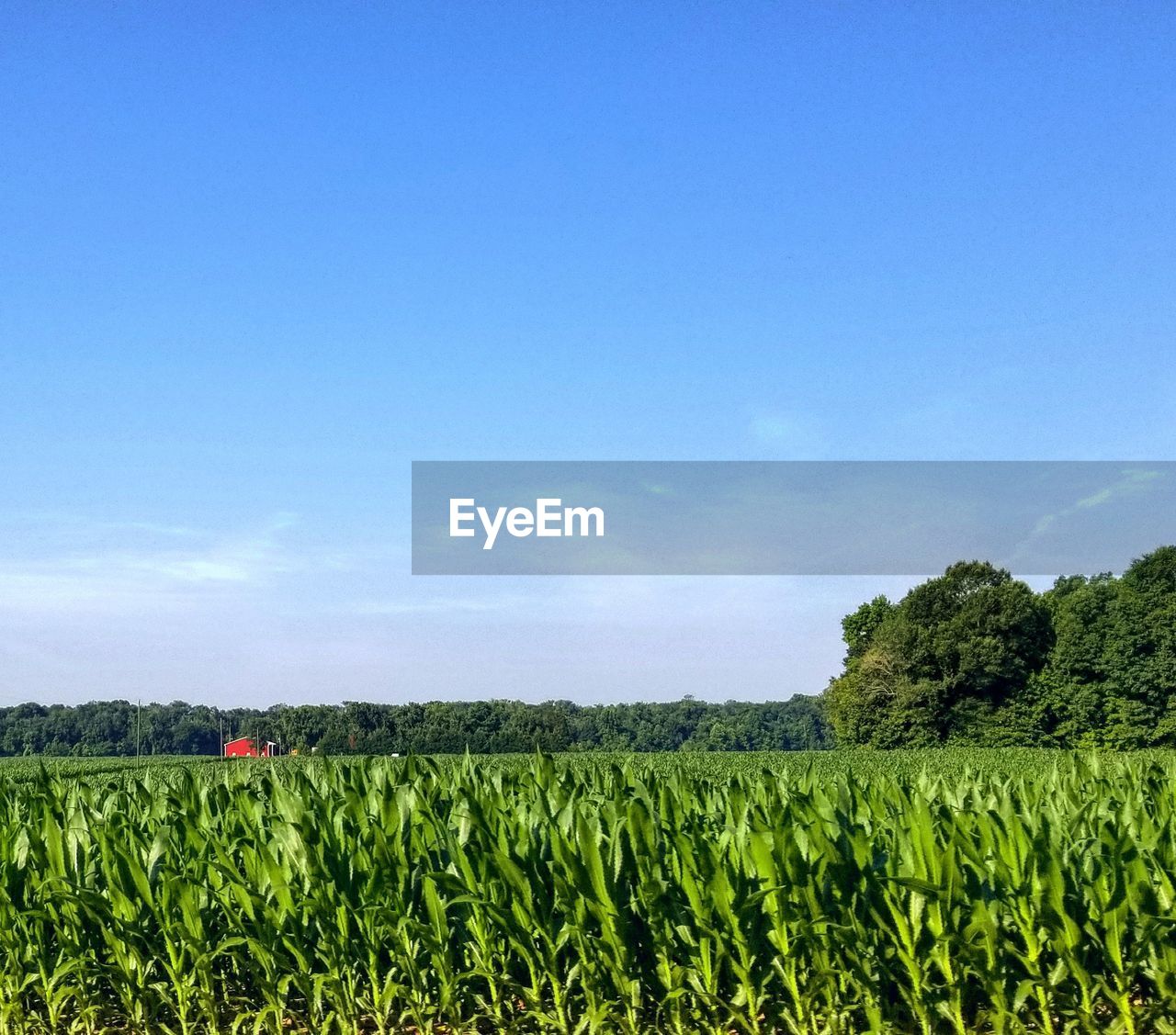 SCENIC VIEW OF FARM AGAINST BLUE SKY