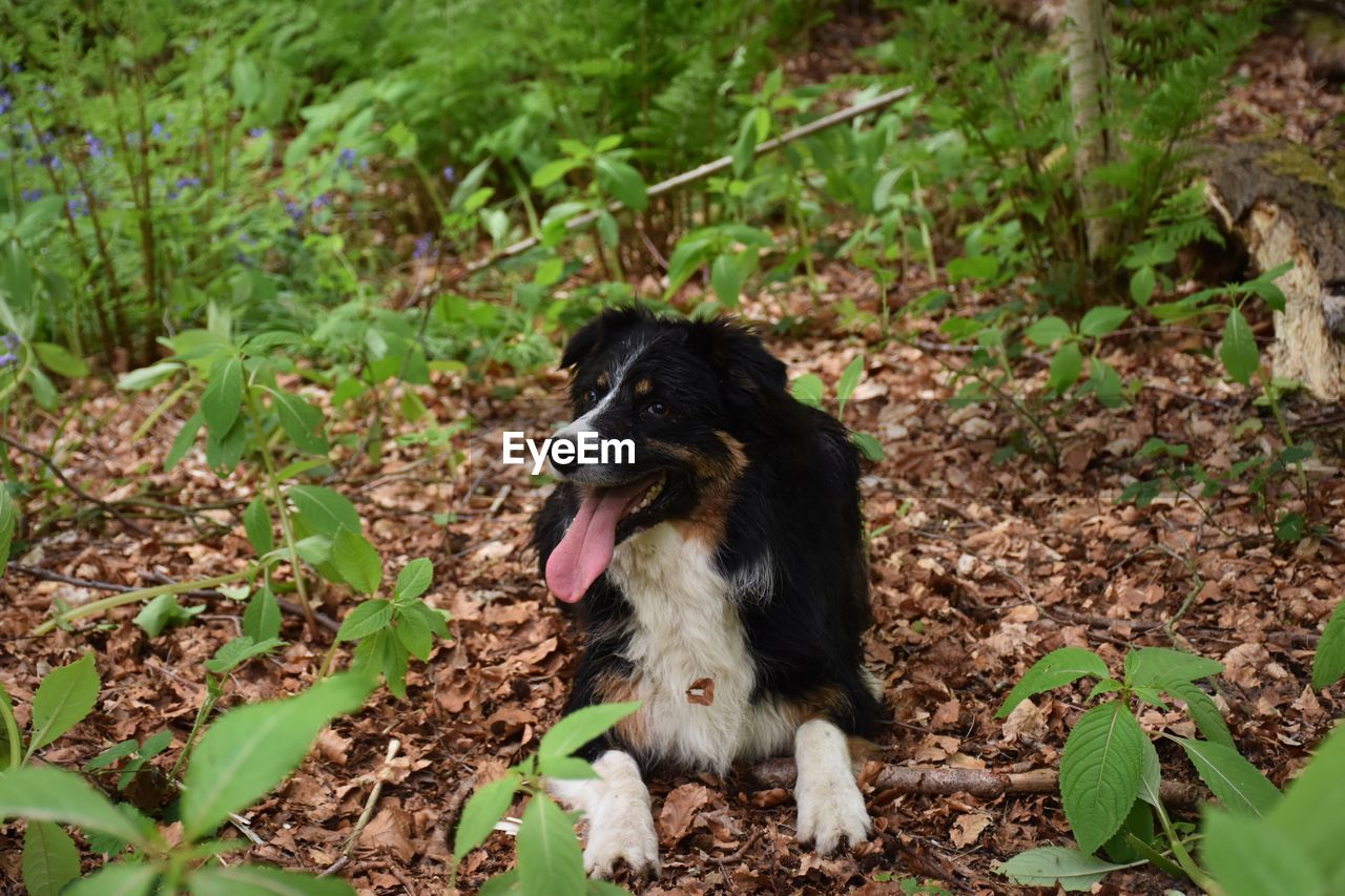 Portrait of border collie dog laying down in woodland