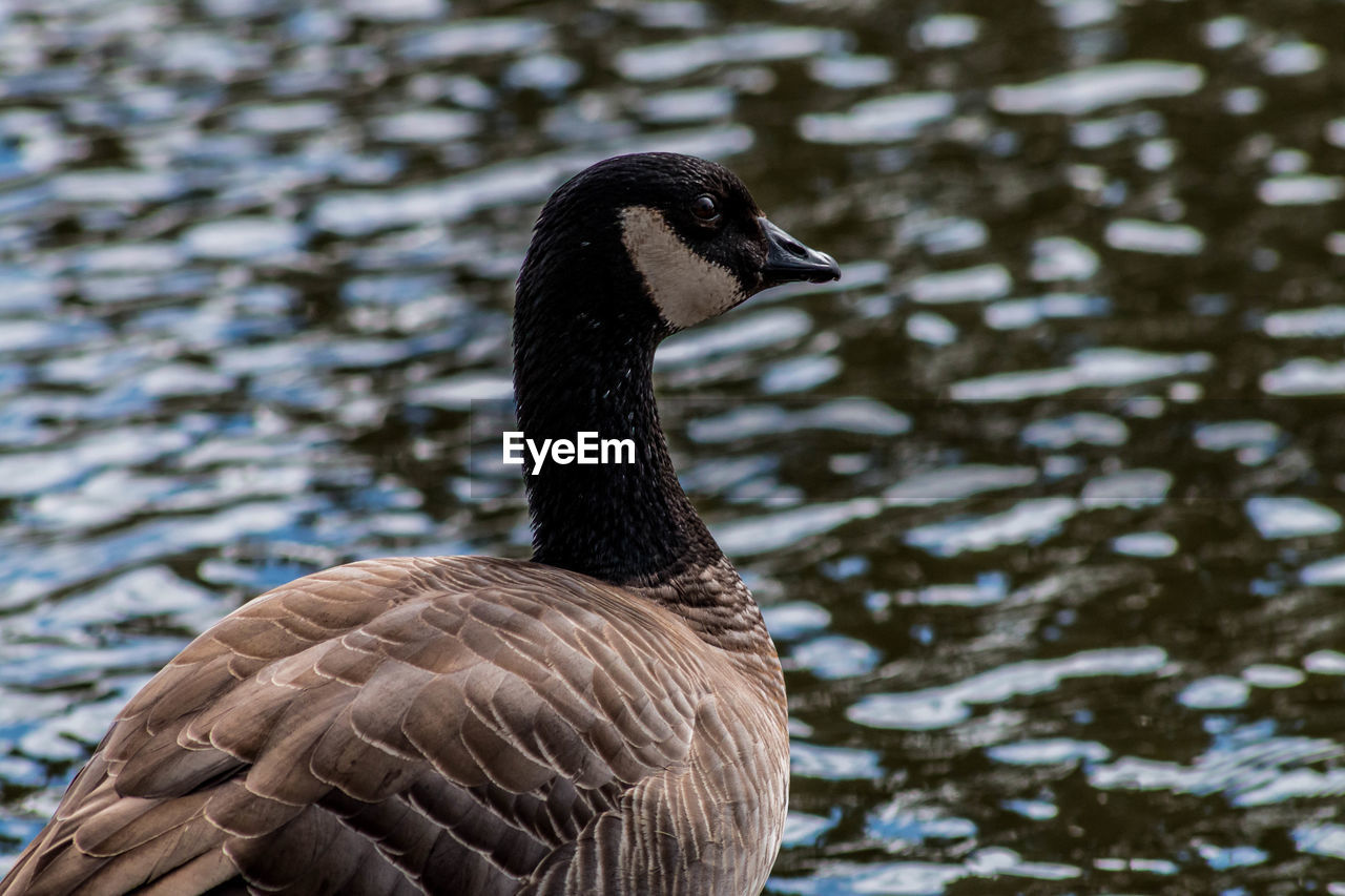 Duck by the water