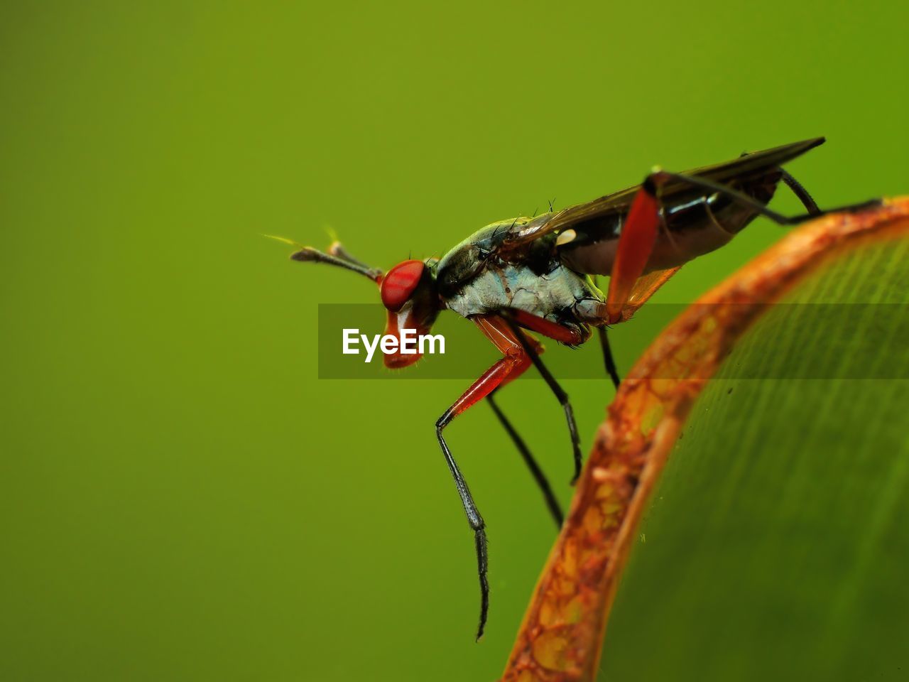 animal themes, insect, animal, animal wildlife, wildlife, one animal, macro photography, close-up, nature, leaf, plant part, animal wing, green, animal body part, no people, macro, beauty in nature, plant, focus on foreground, outdoors, red, day, zoology