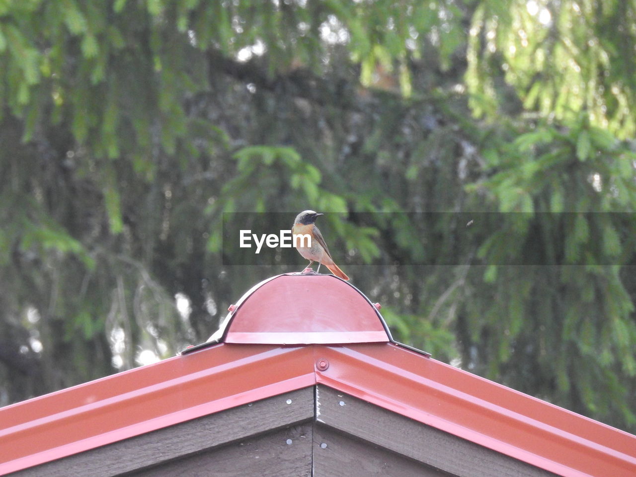 BIRDS PERCHING ON ROOF AGAINST TREES