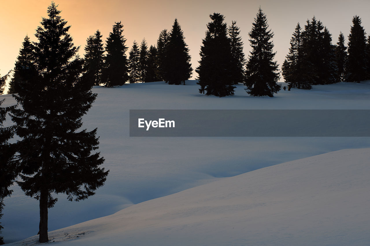 PINE TREES ON SNOW COVERED LANDSCAPE