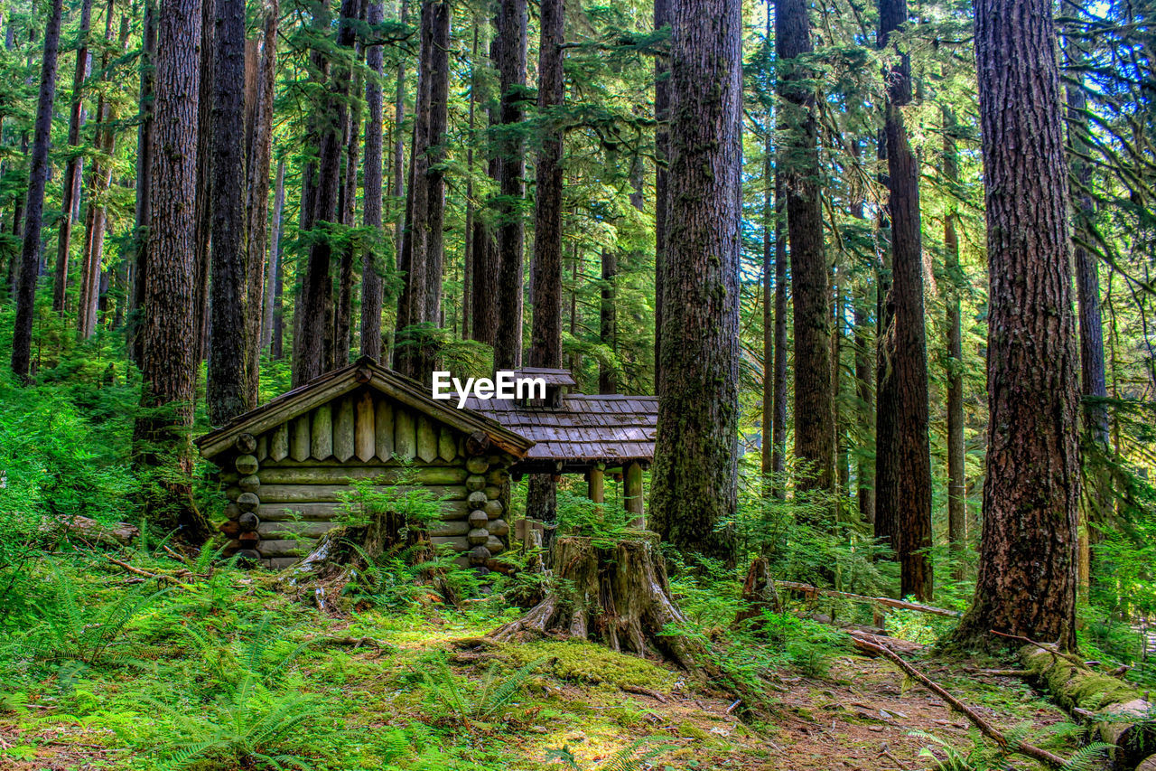 view of trees in forest