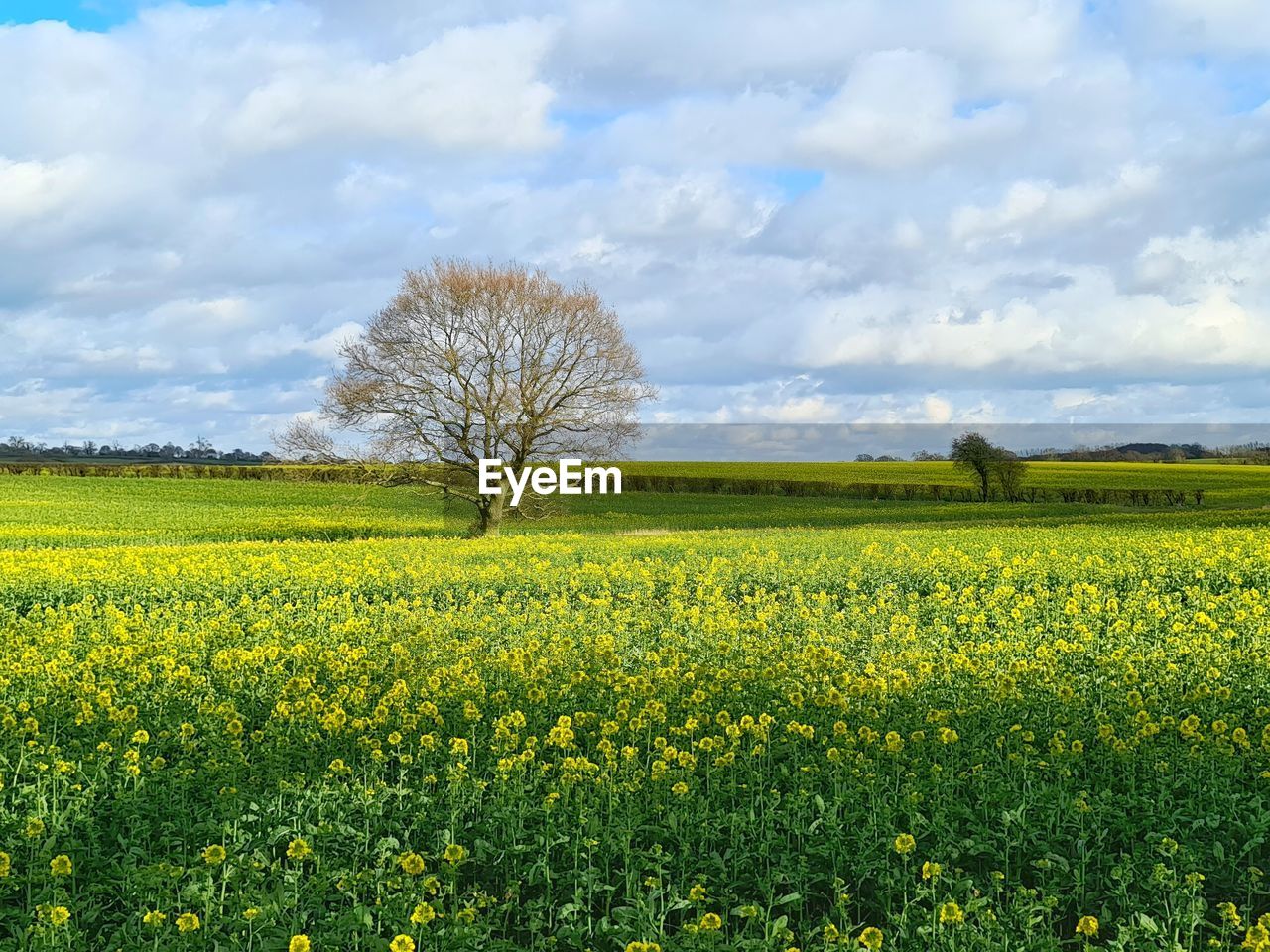 Rapesield field on a nearby walk