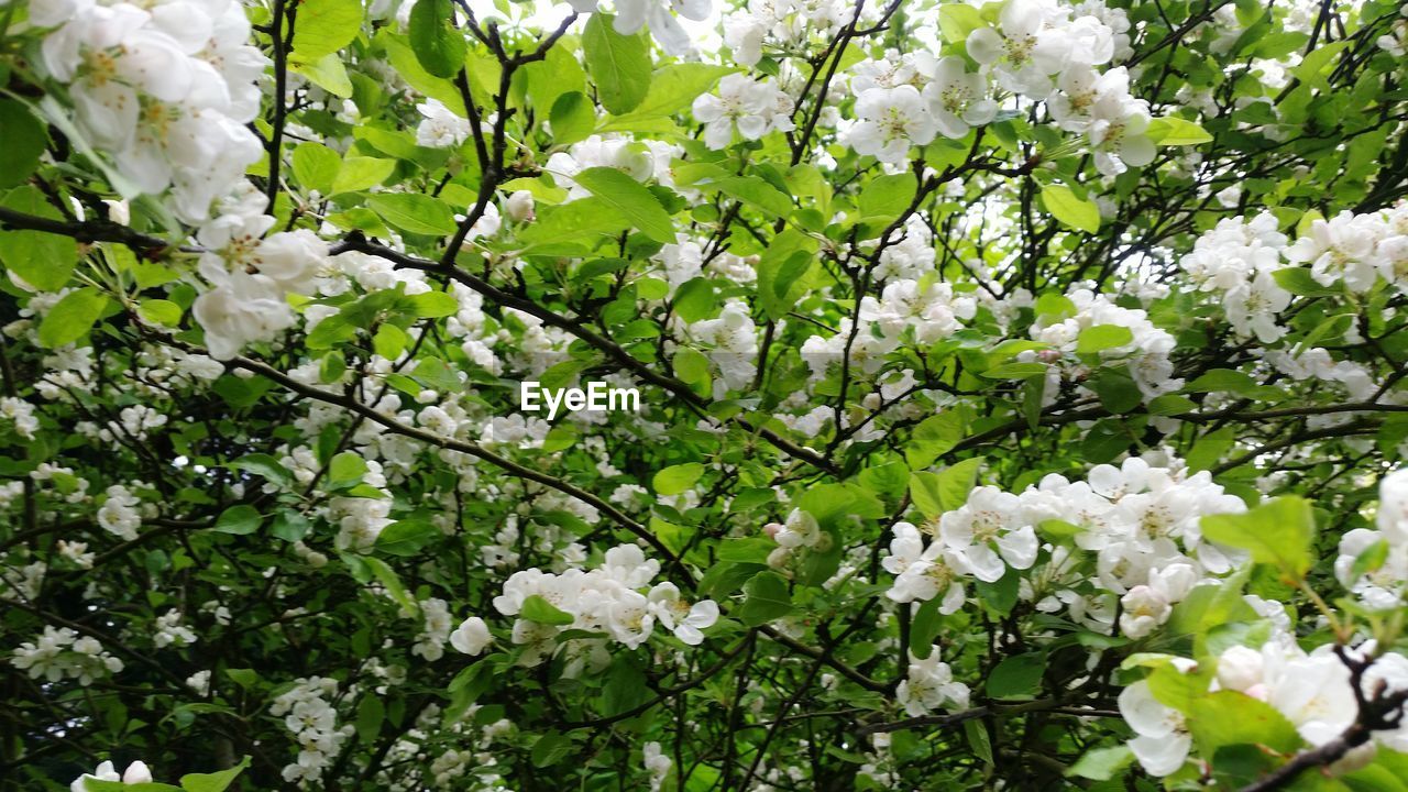 CLOSE-UP OF WHITE BLOSSOM TREE