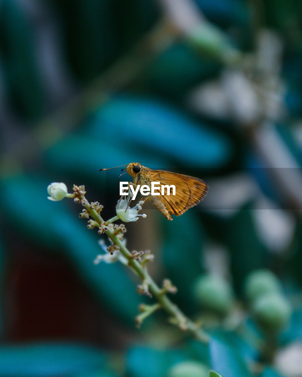 Close-up of butterfly pollinating on flower