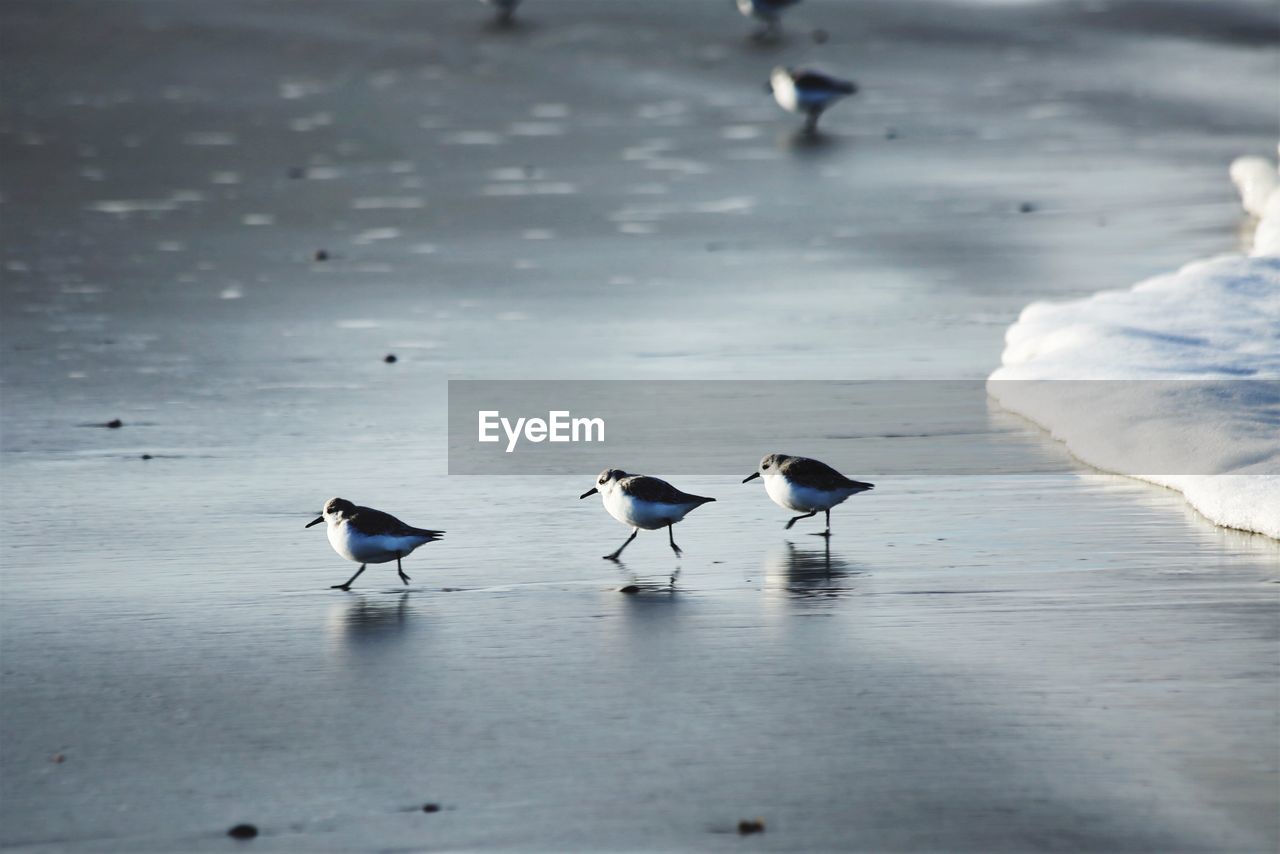 Birds on frozen lake
