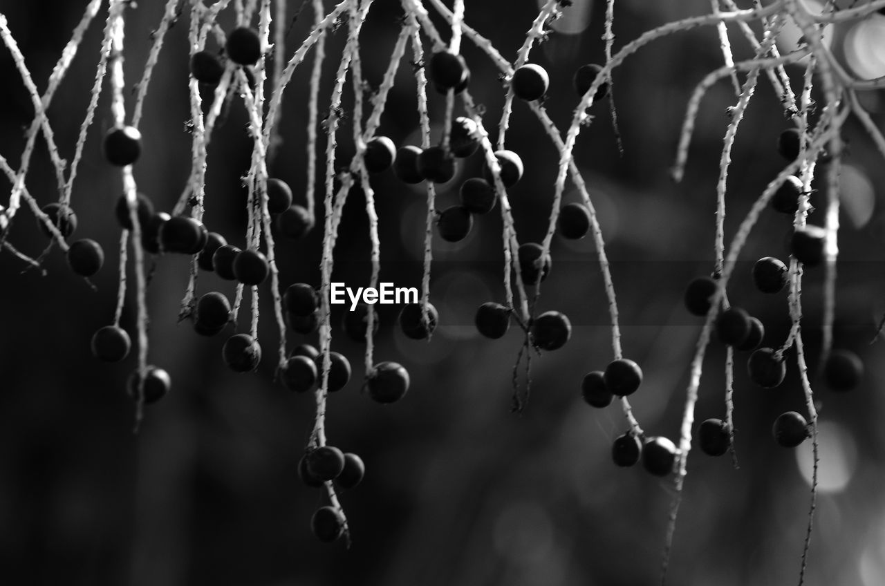 CLOSE-UP OF FRUIT HANGING OUTDOORS